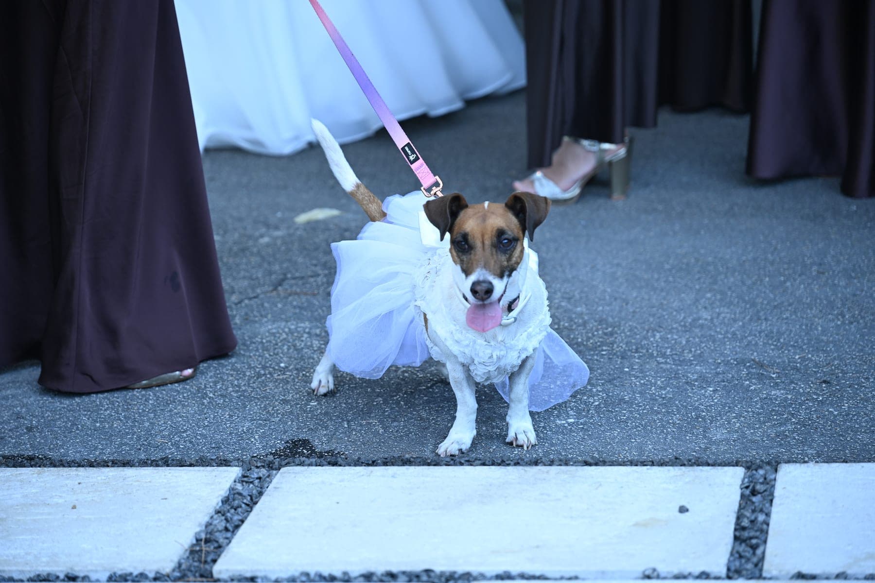 Un cagnolino in tutù tra gli invitati di un matrimonio