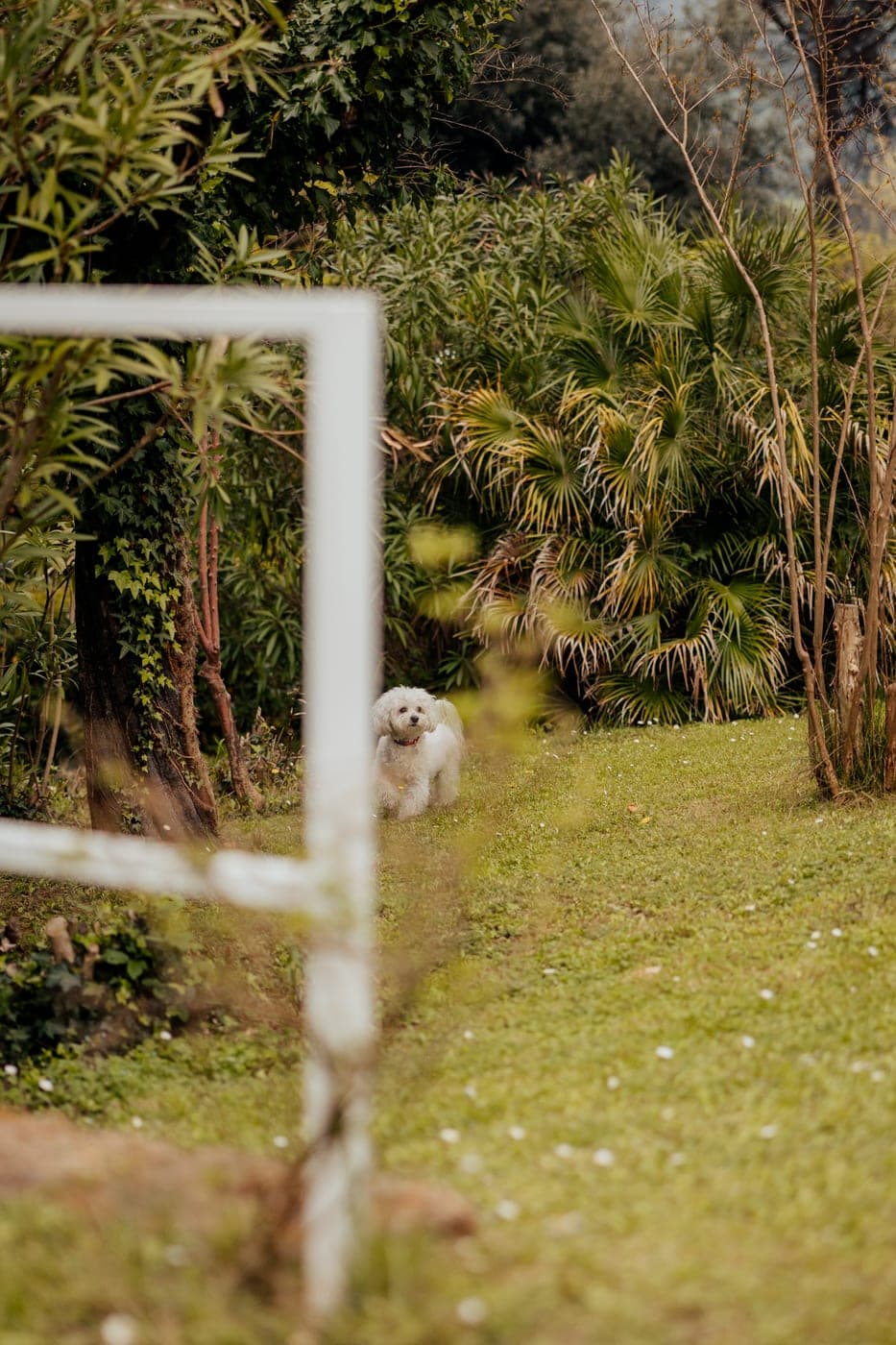 Un cagnolino bianco sul prato tra le palme e il verde del parco